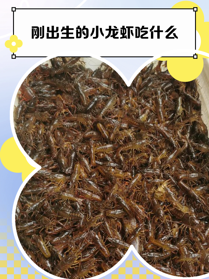 吃小龙虾是吃什么部位