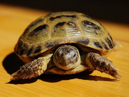 梦到乌龟是什么兆头