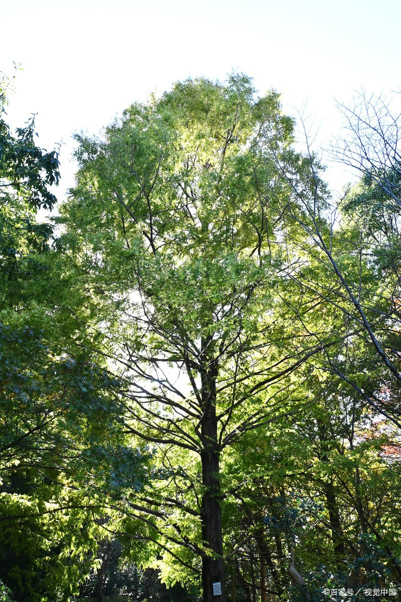 水曲柳橡木哪个好