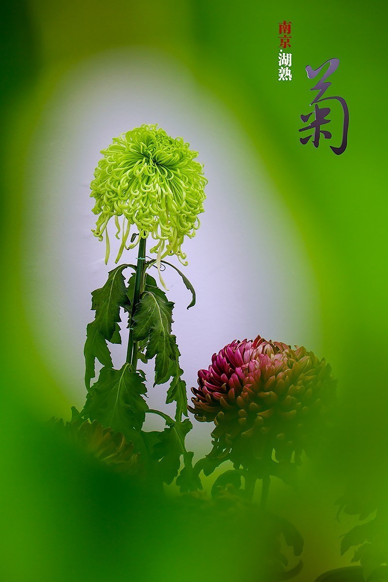 我花开后百花杀全诗