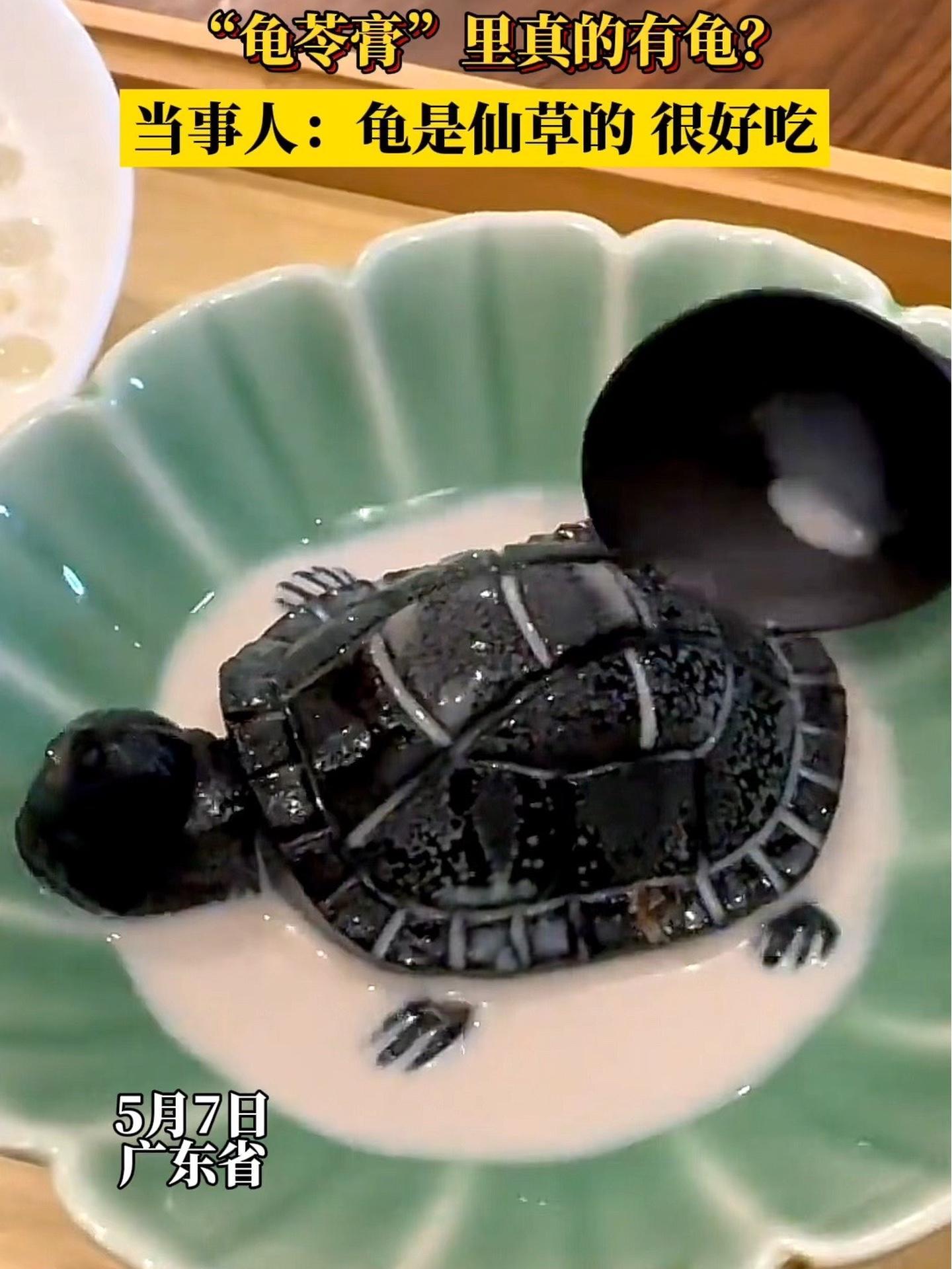 龟苓膏真的用乌龟做的吗