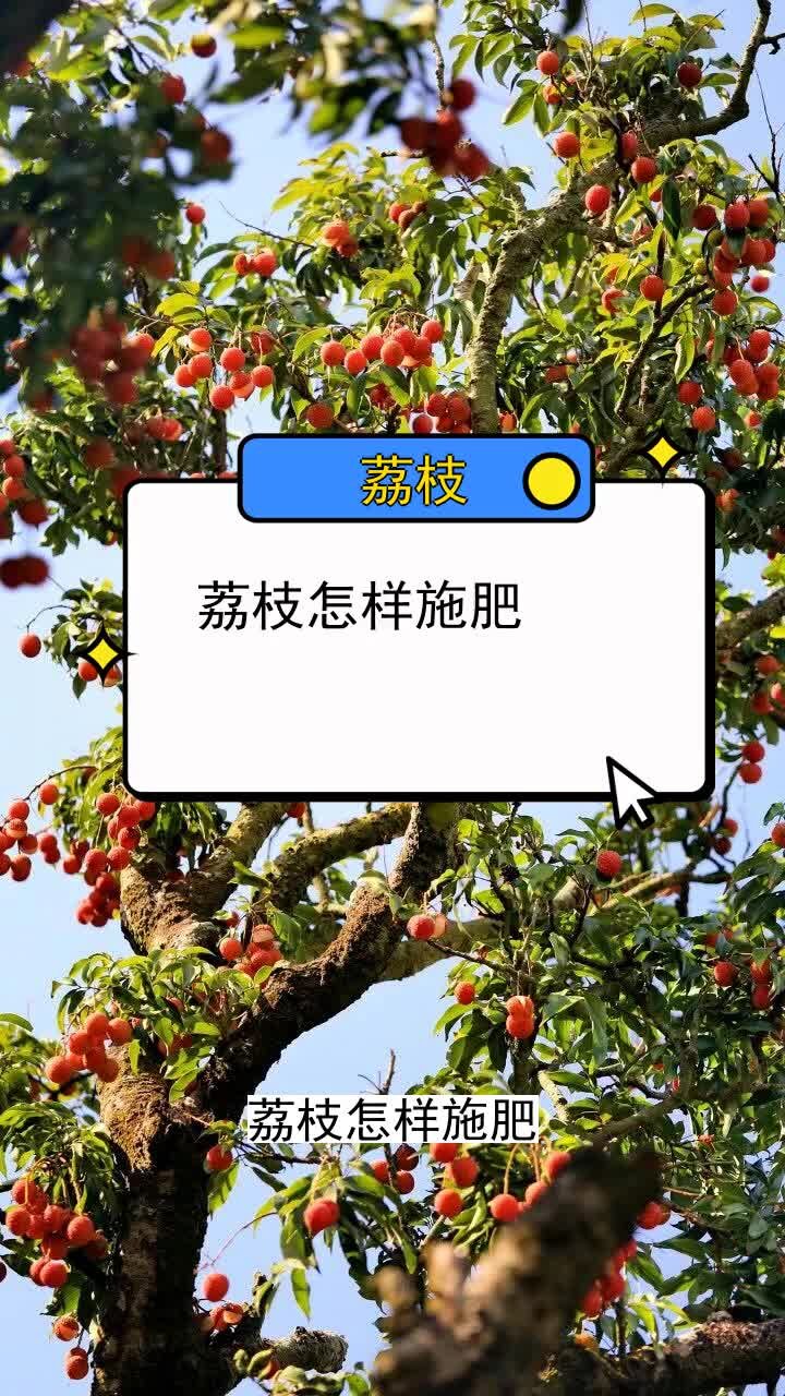 荔枝种植方法