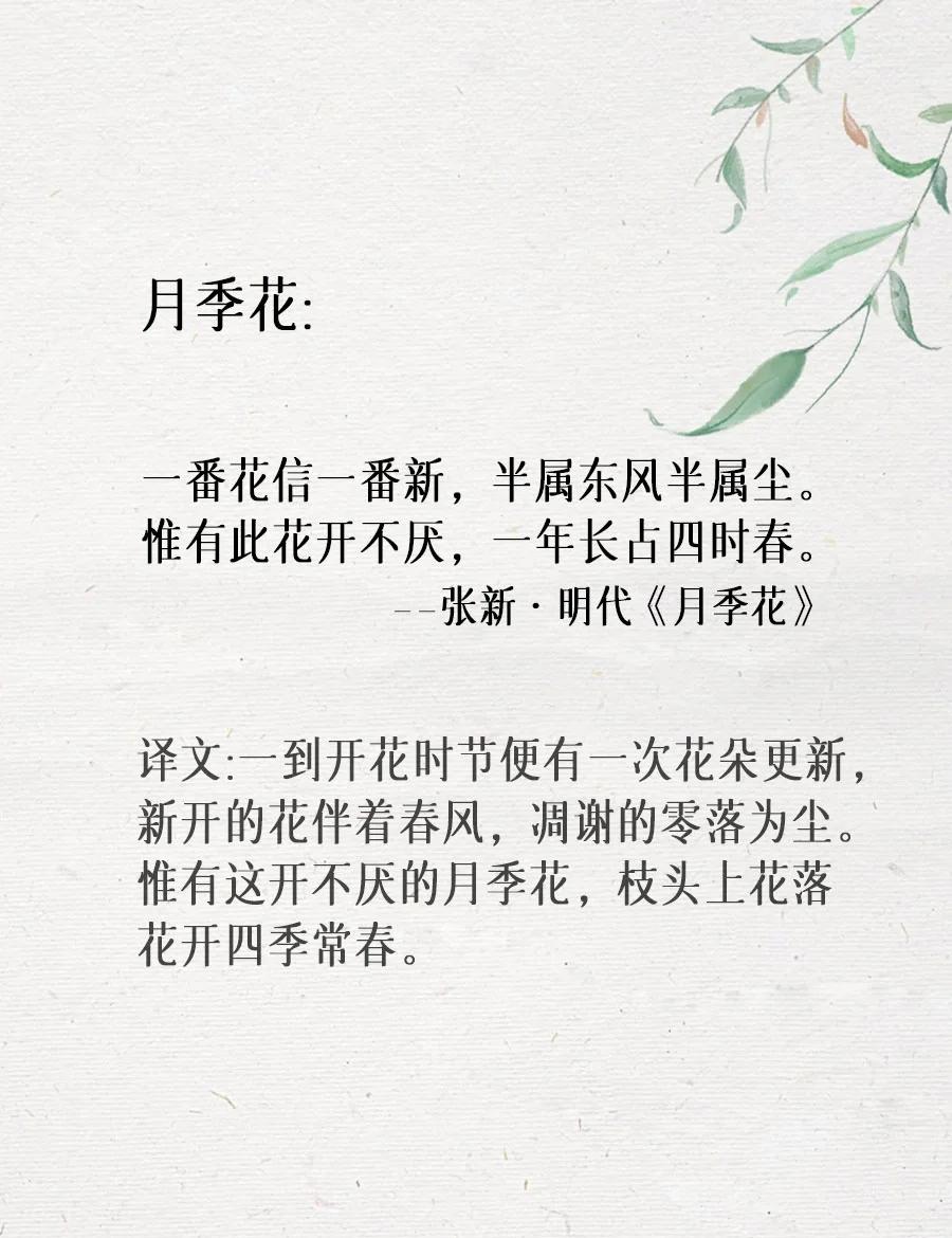 赞美花的古诗词