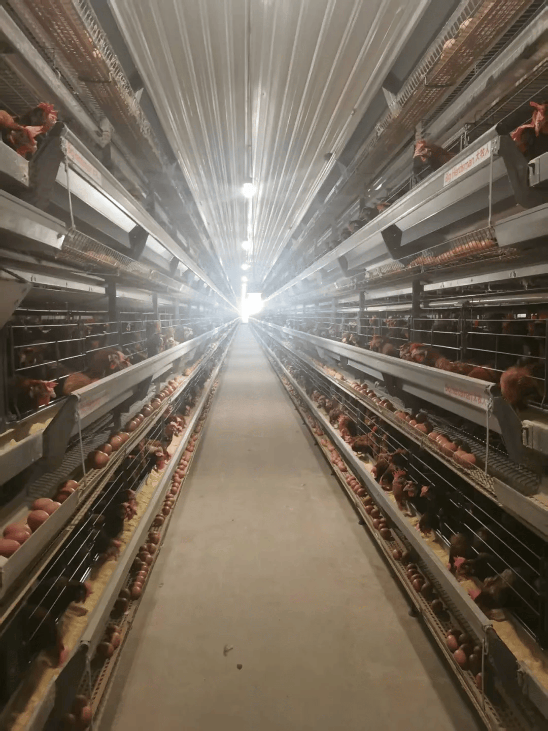 利润很高的养殖项目推荐