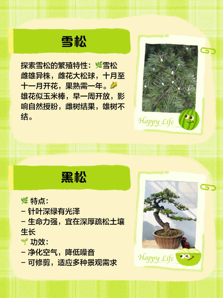 关于松树的寓意介绍