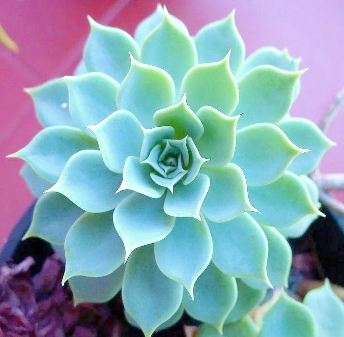 如何养殖宝石花