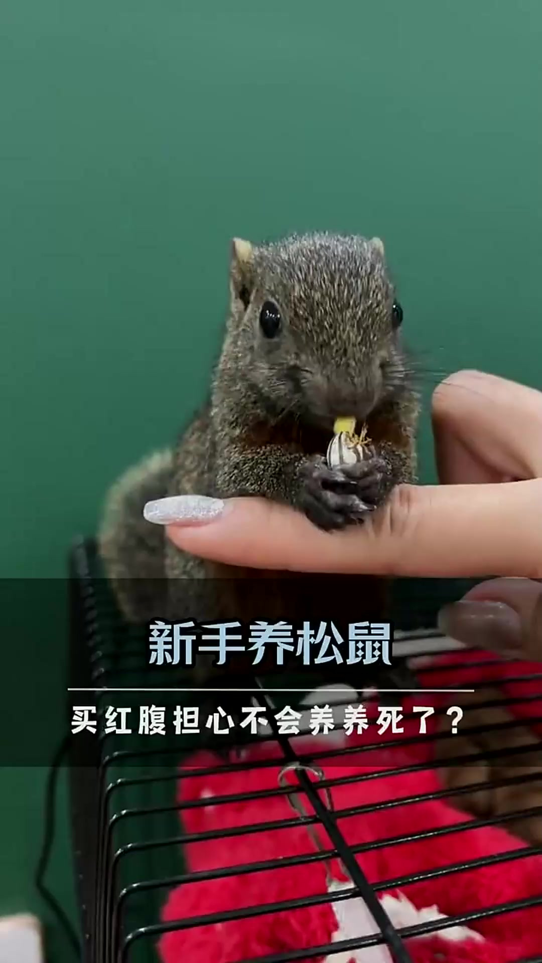 红腹松鼠是否属于保护动物