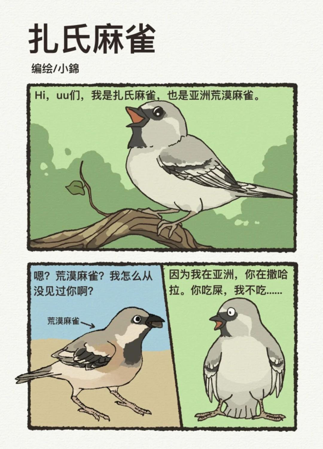 麻雀的资料分享