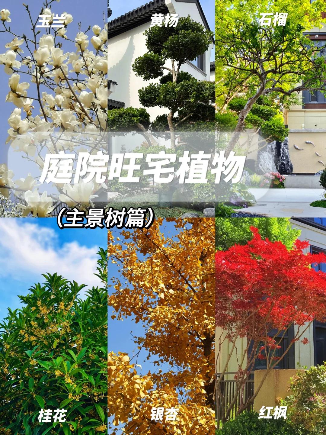 门前栽哪些树会旺财