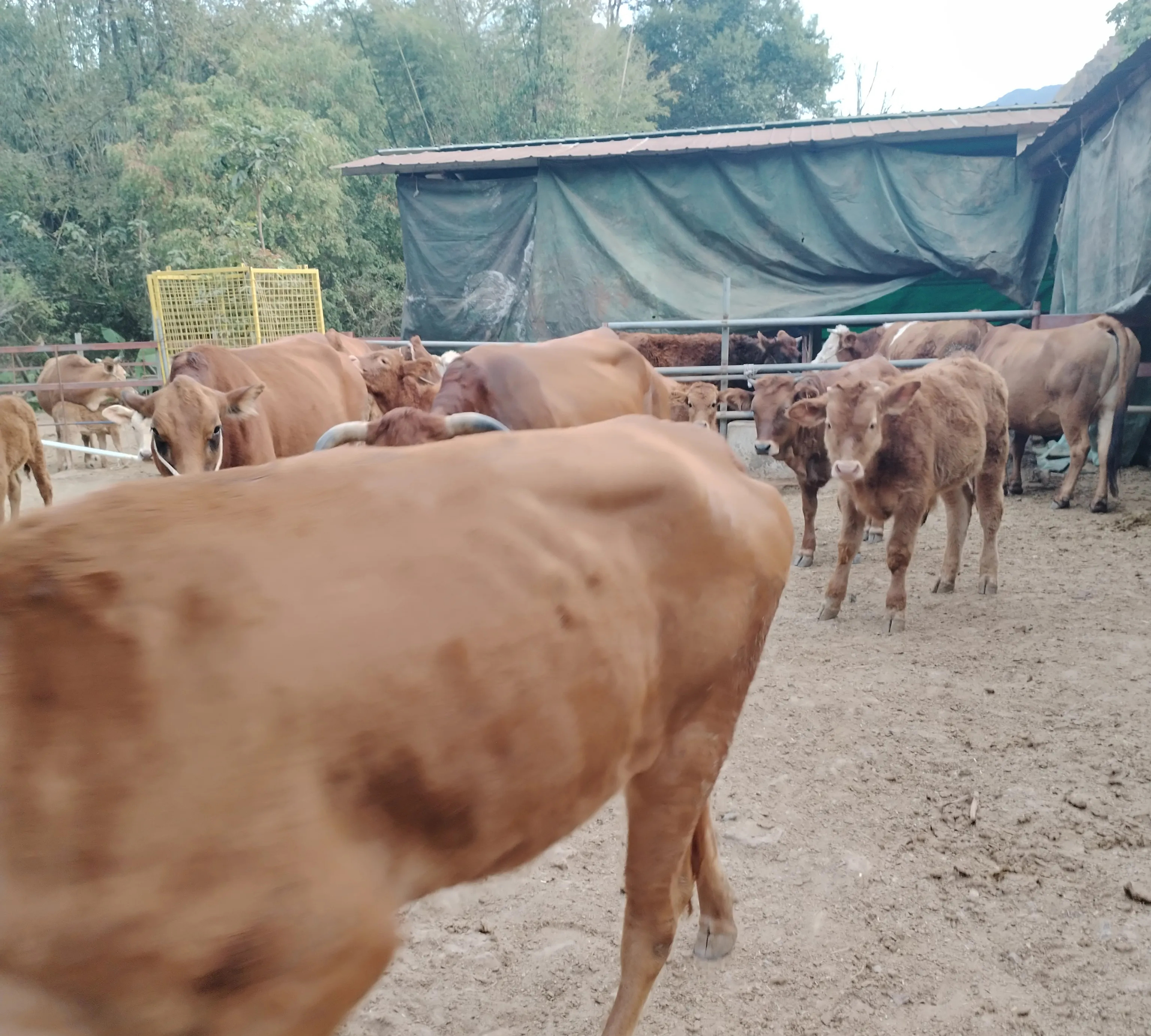 养牛的成本和利润是怎样的