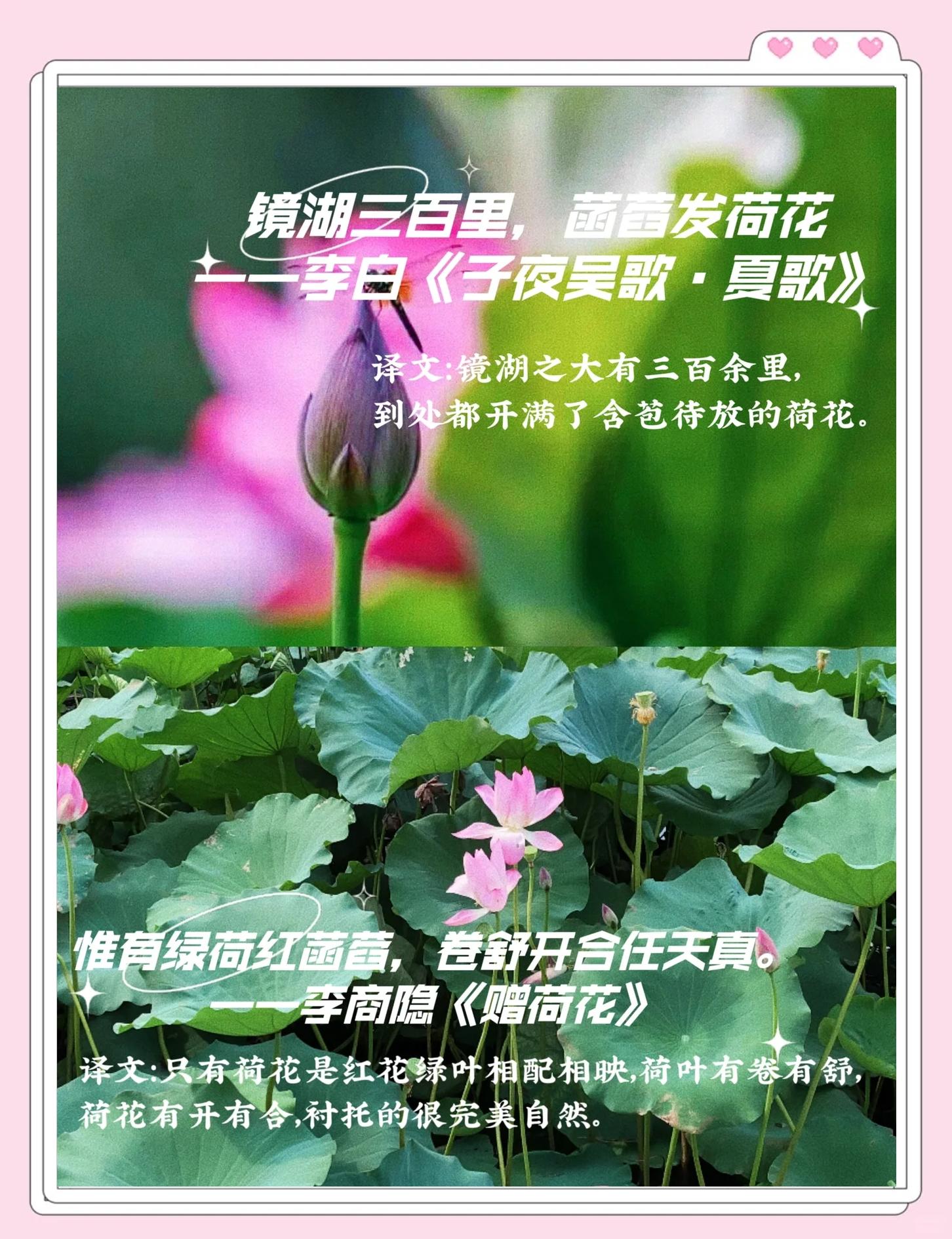 荷花的别名有什么