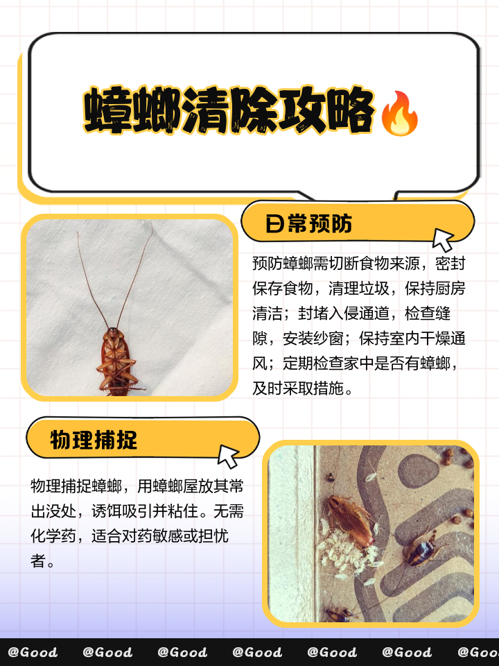 如何去除蟑螂最有效的方法