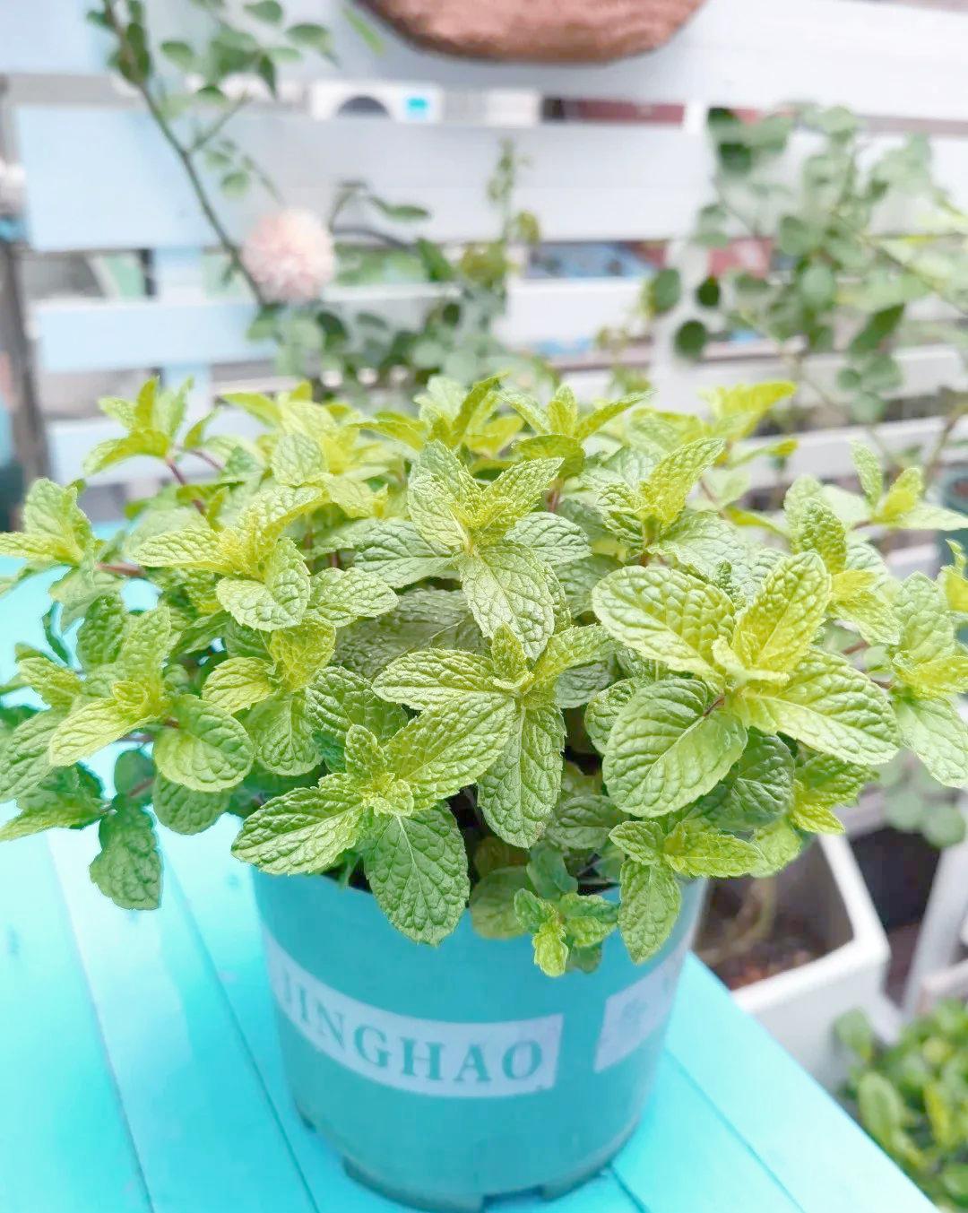 八种适合放室内的驱蚊植物