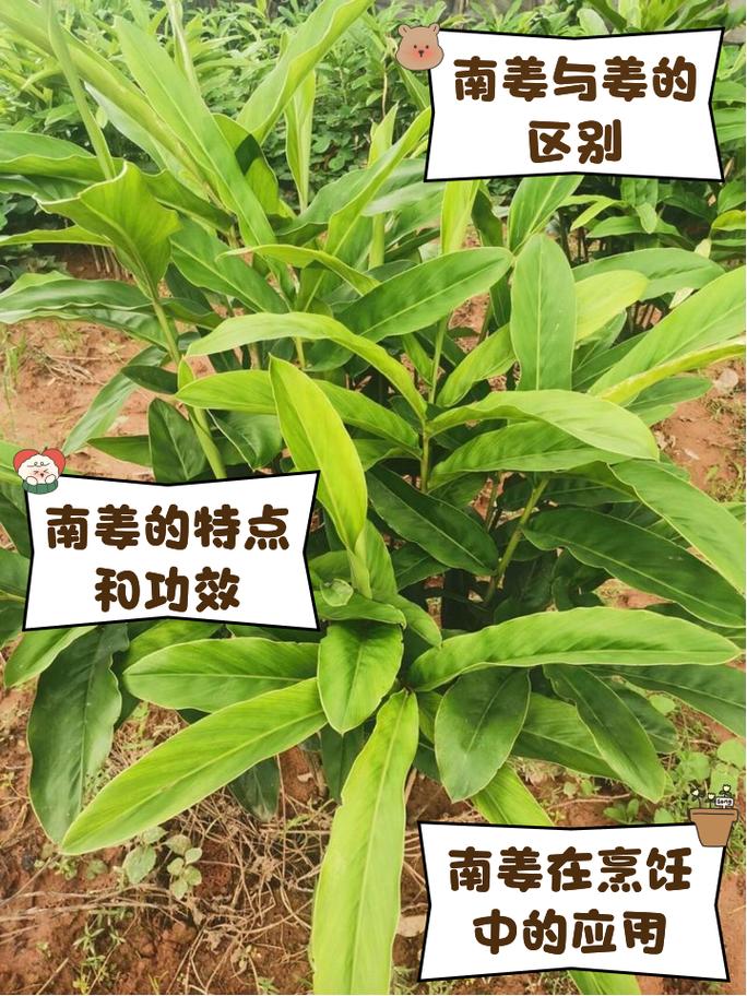 南姜的功效与作用
