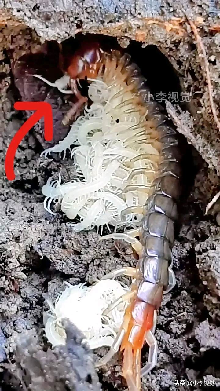 打死一只蜈蚣真的会产生很多只吗
