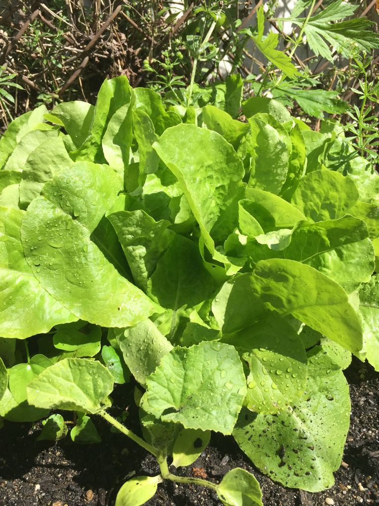 九层塔是什么菜