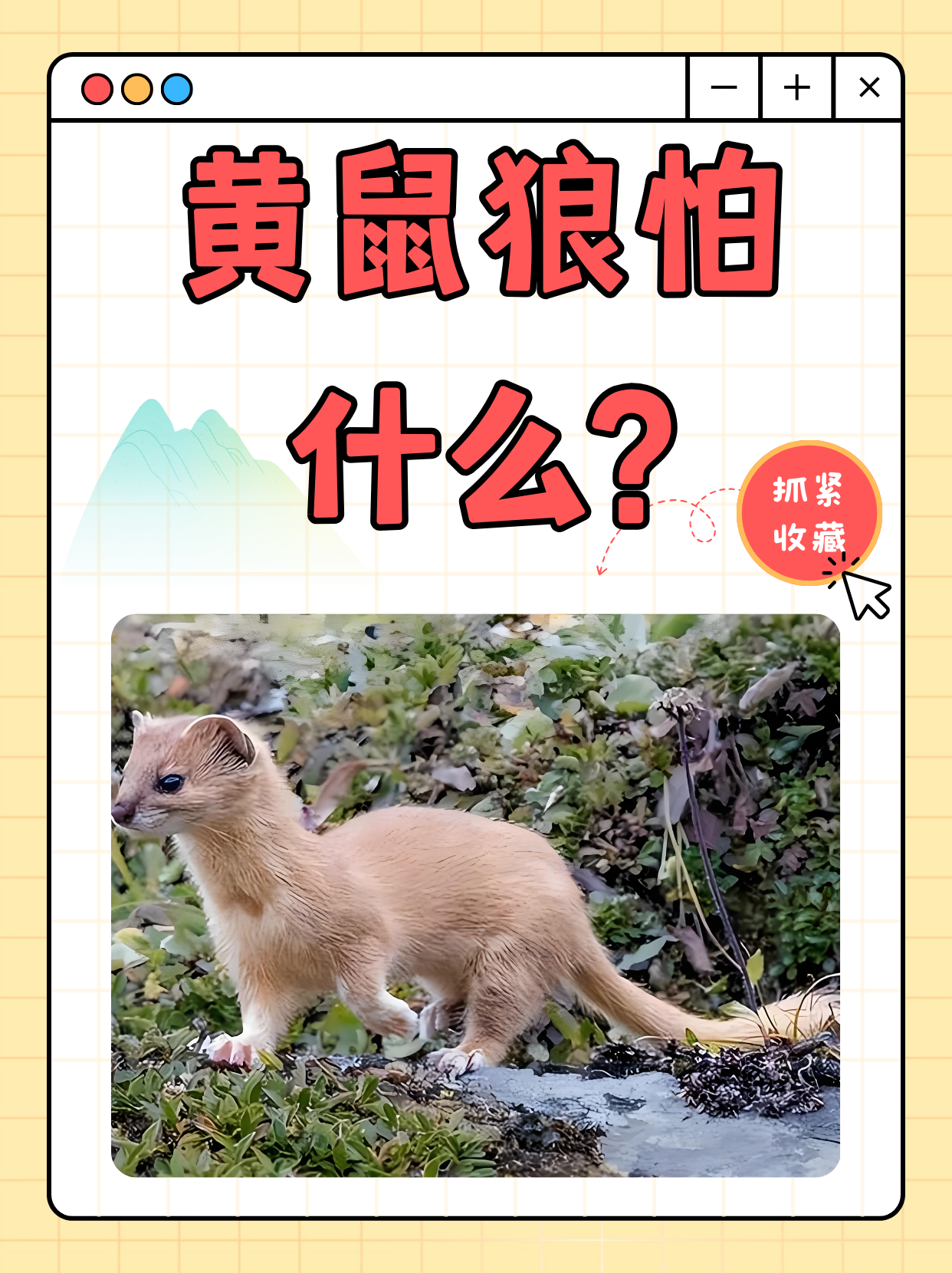 一起来了解一下黄鼠狼进家里的预兆