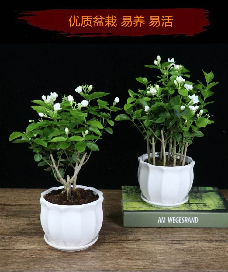 盆栽双瓣茉莉的养殖方法