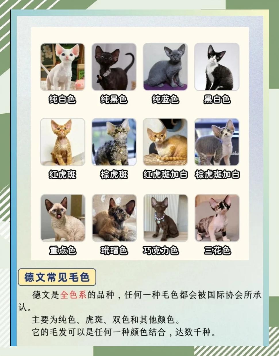 关于好养粘人认主人的宠物介绍