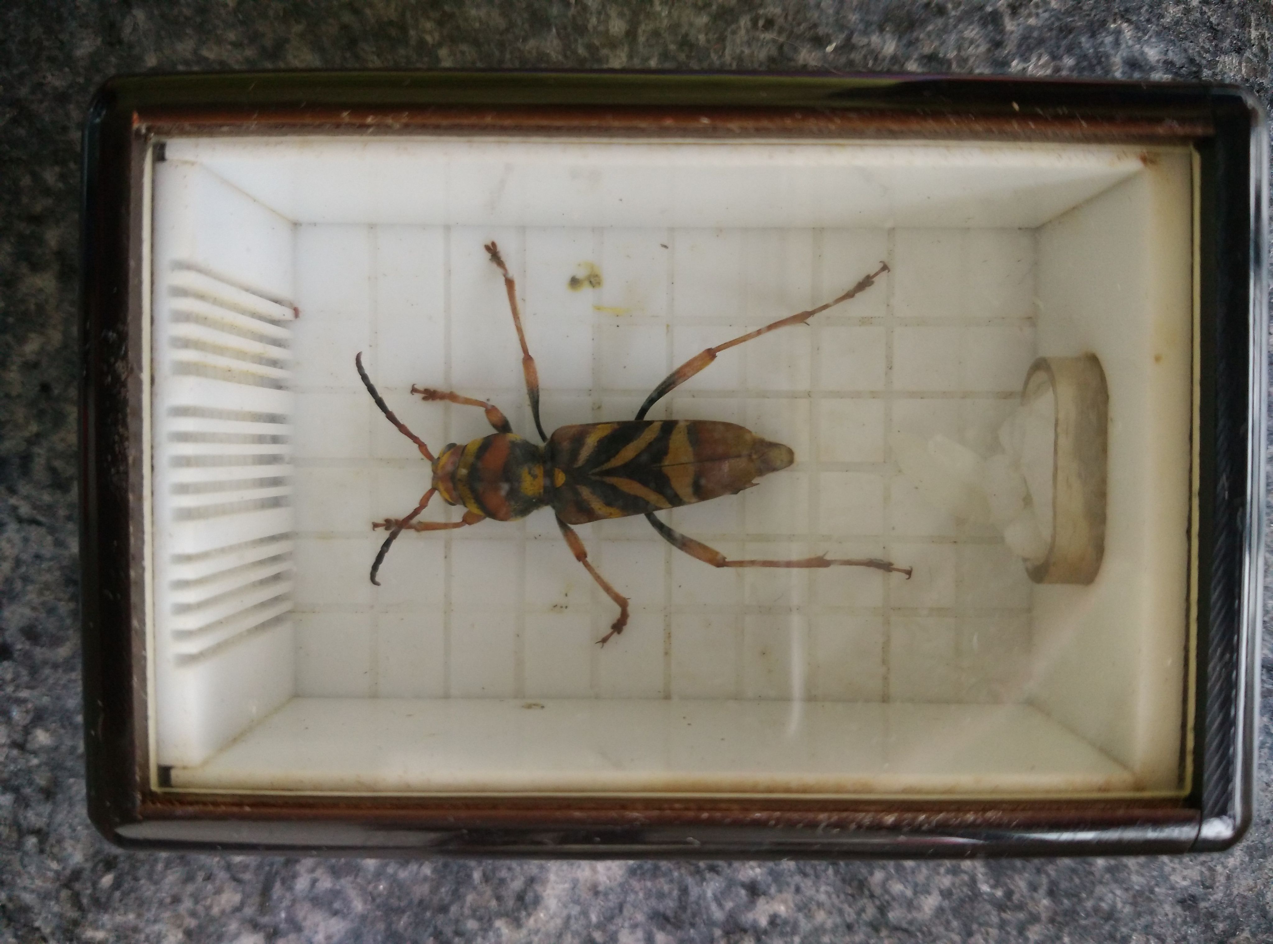 米诺多蒂菲概括