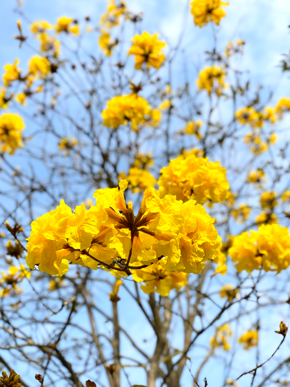 黄花风铃木是什么