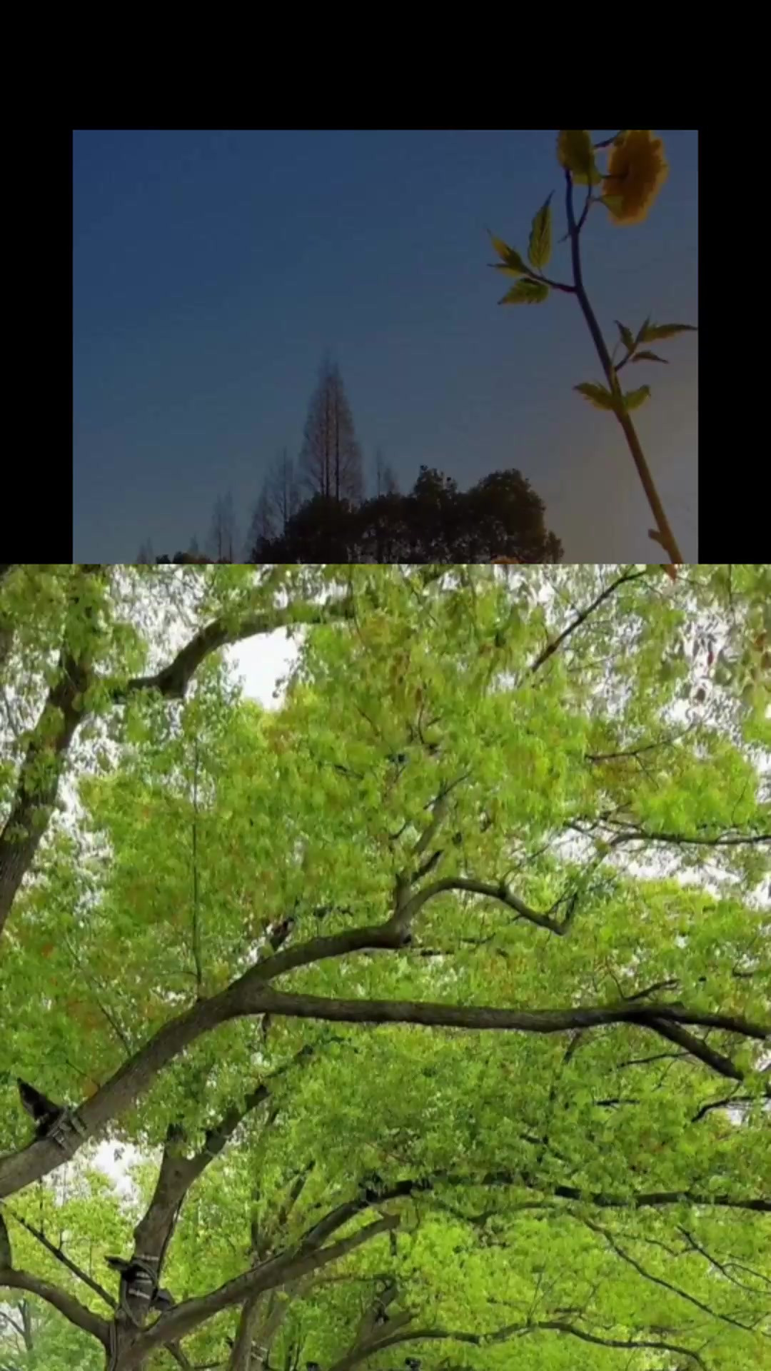 什么是银铃般的笑声