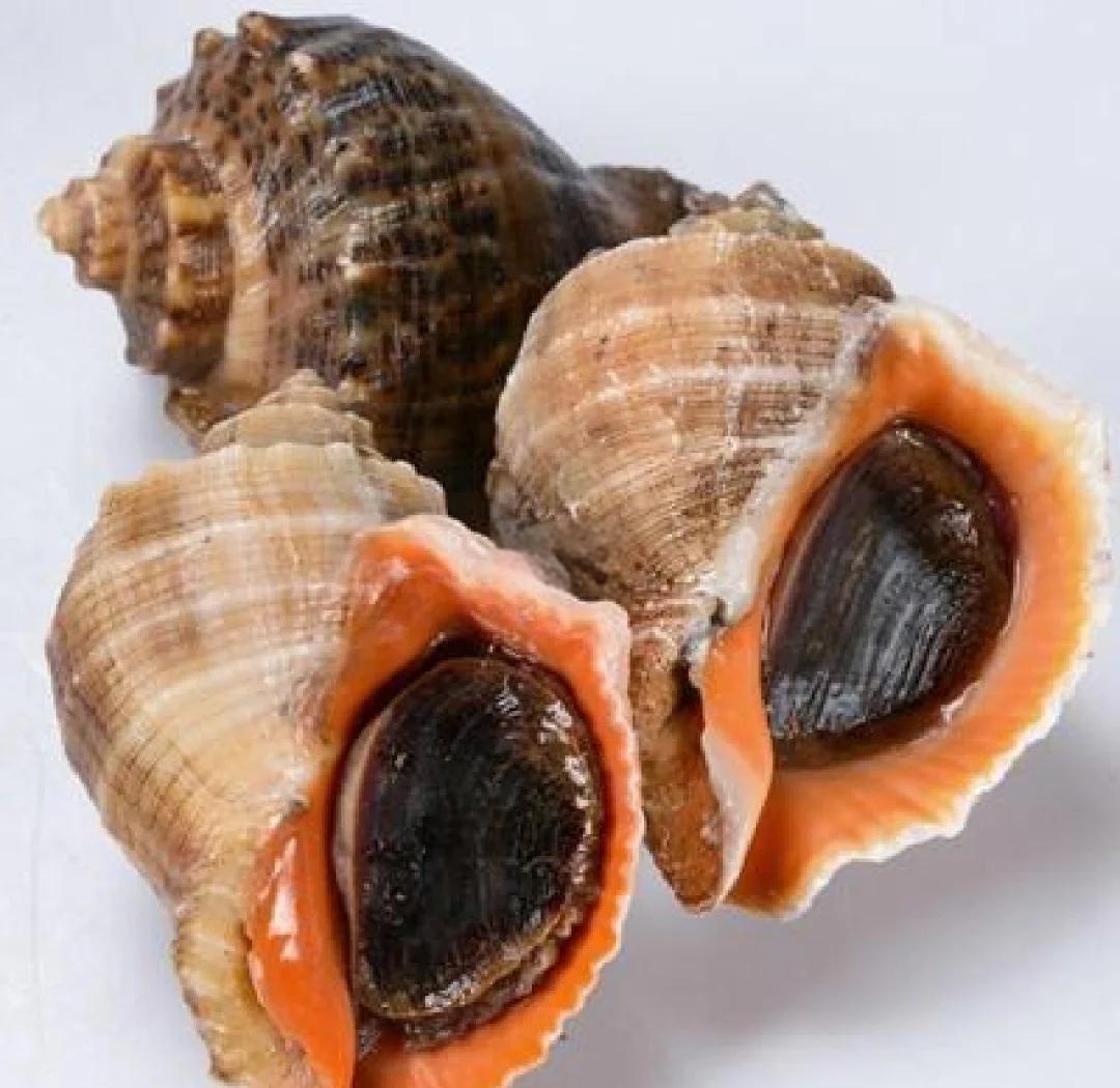 海螺有什么营养和功效