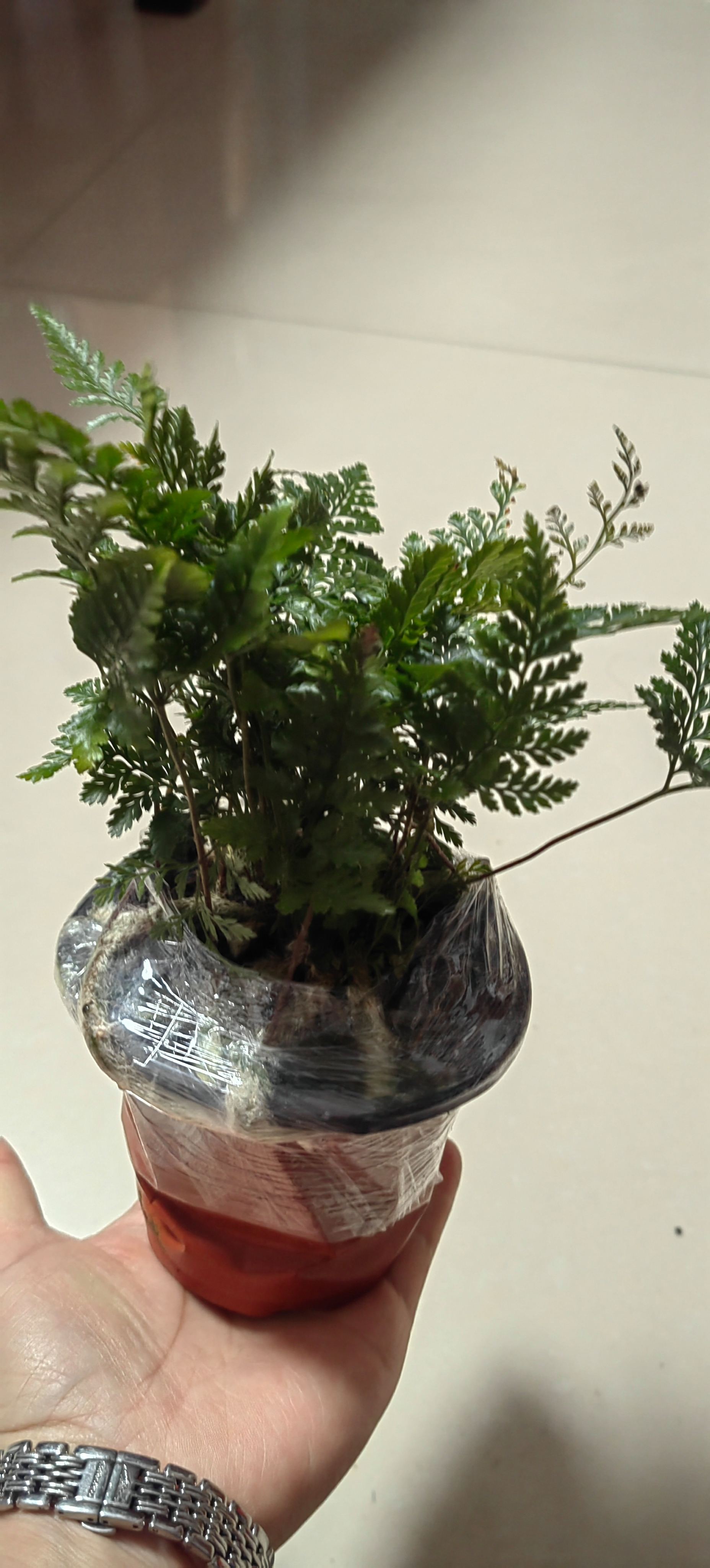 在家庭里养好铁线蕨的方法