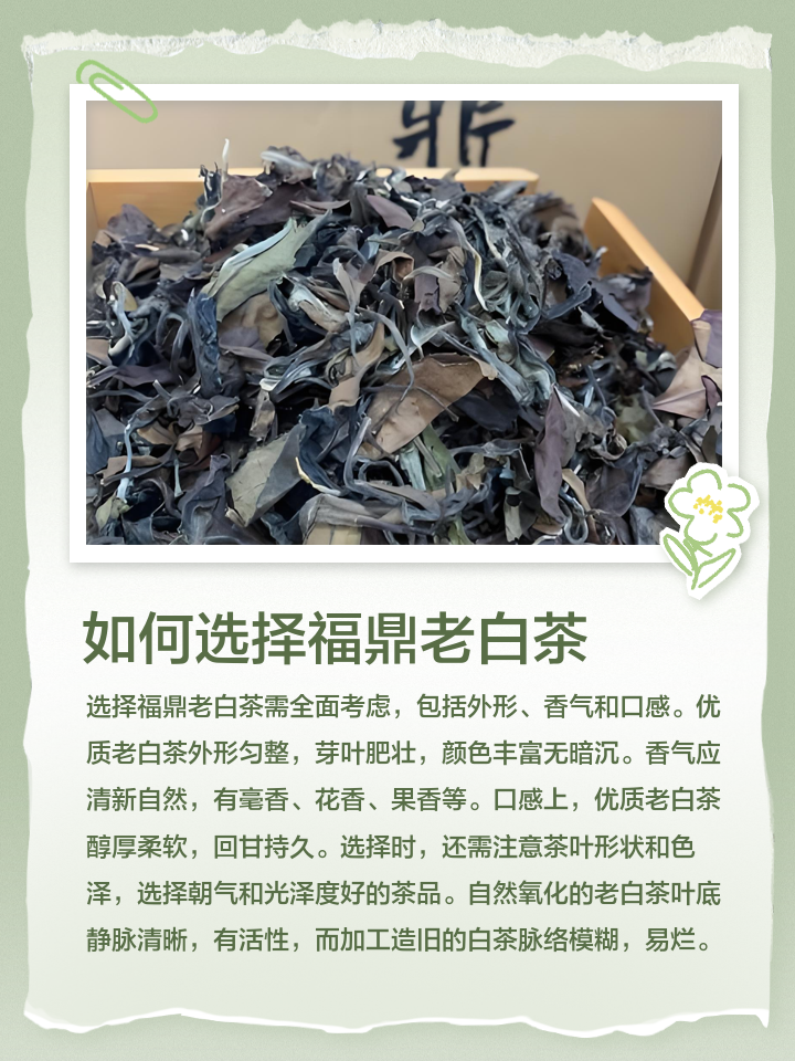 老白茶简介