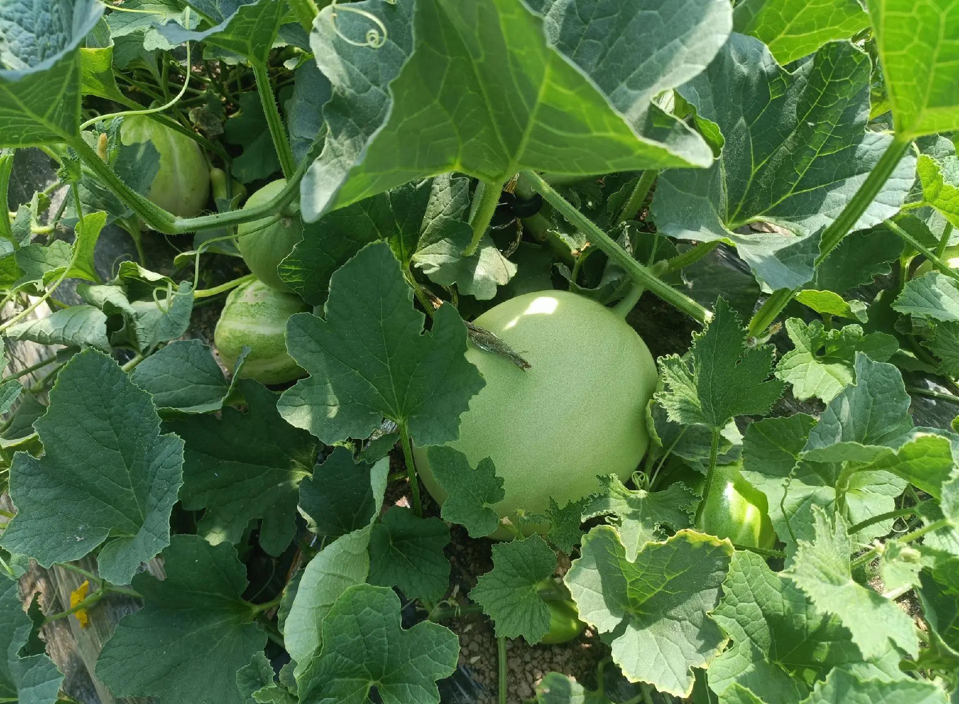 香瓜是不是和甜瓜一样