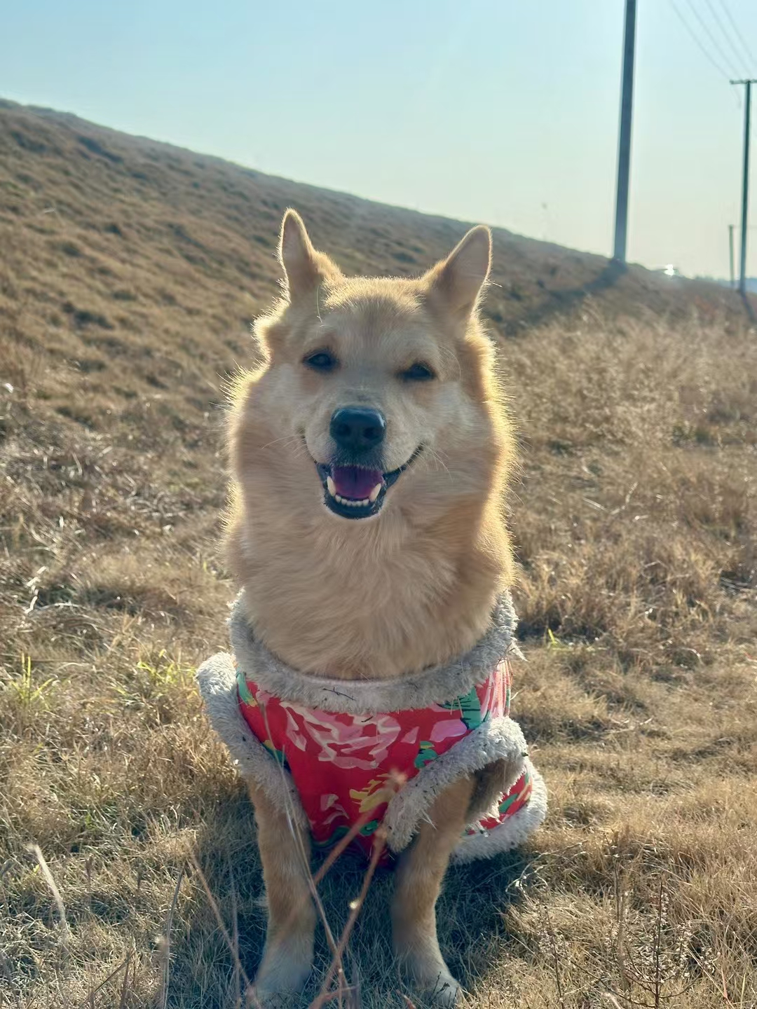 其一犬坐于前的意思简述