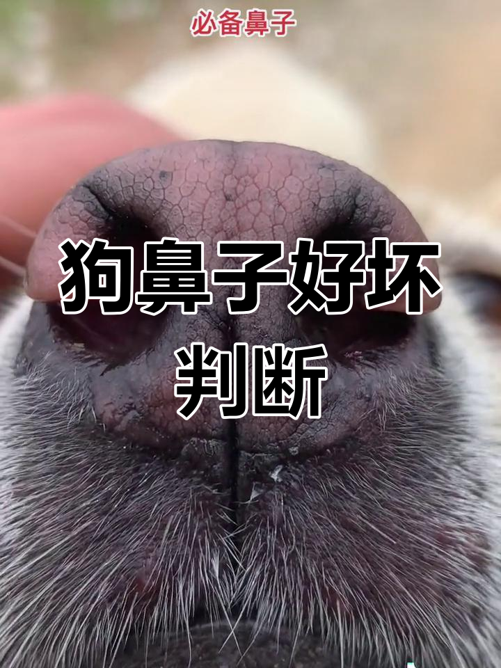 关于狗狗鼻子的一些小知识