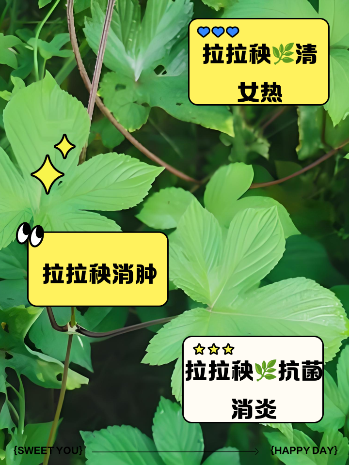 拉拉秧的功效与作用是什么