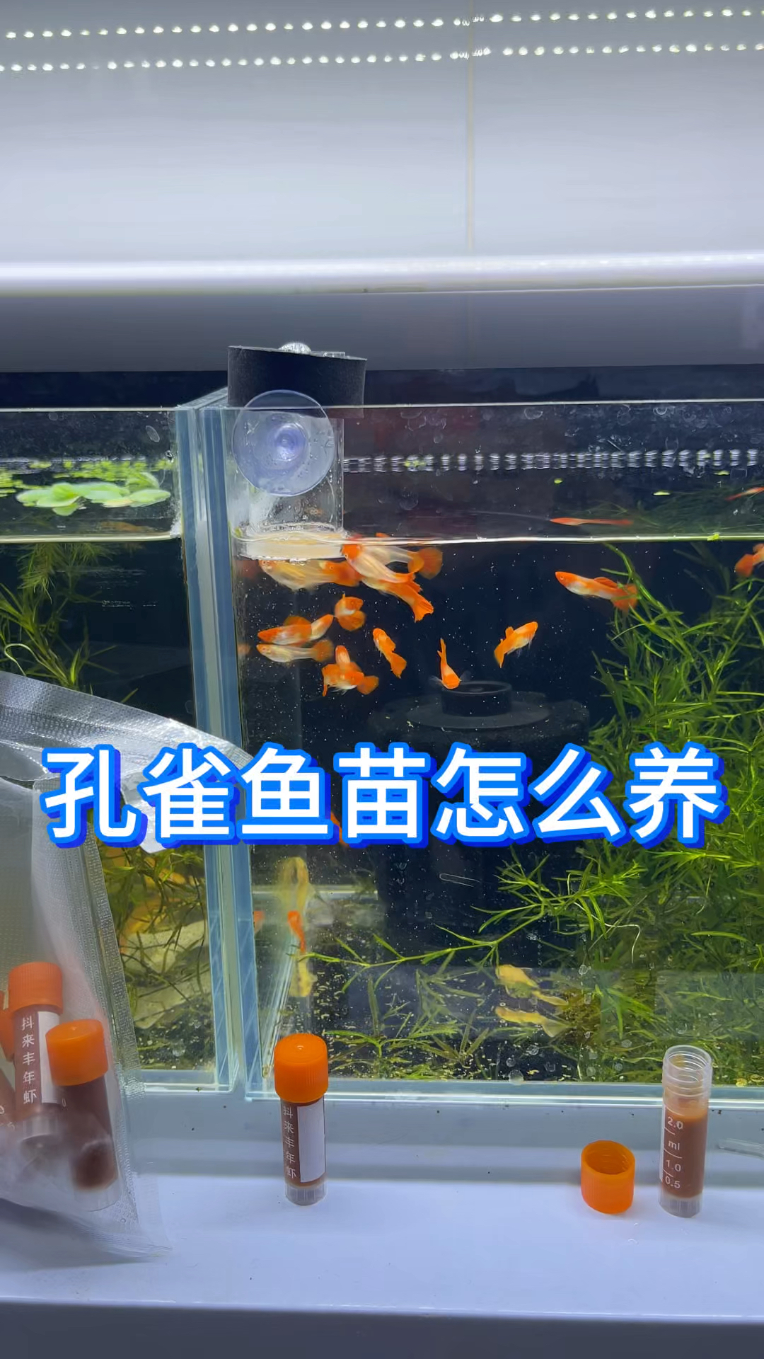 孔雀鱼苗怎么养才不会死