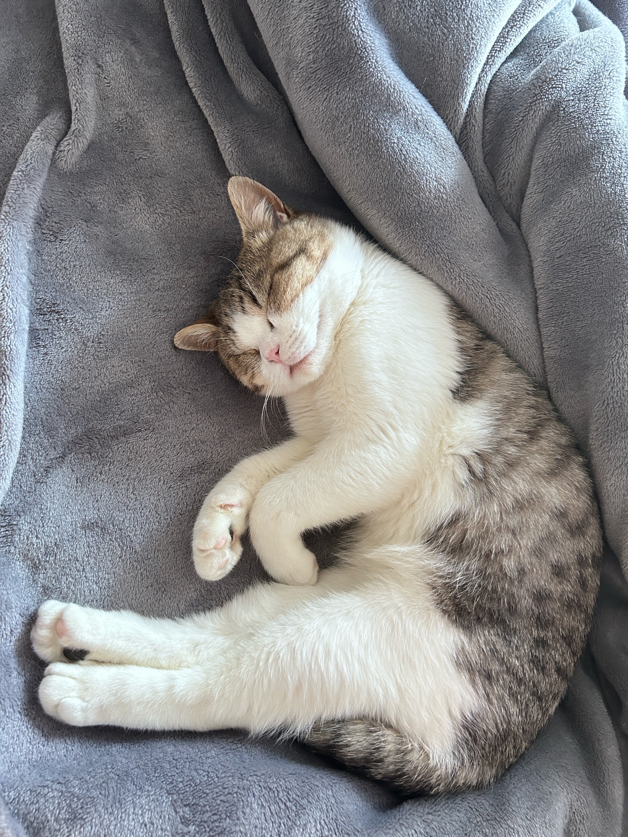 女人梦见猫缠着自己的预兆