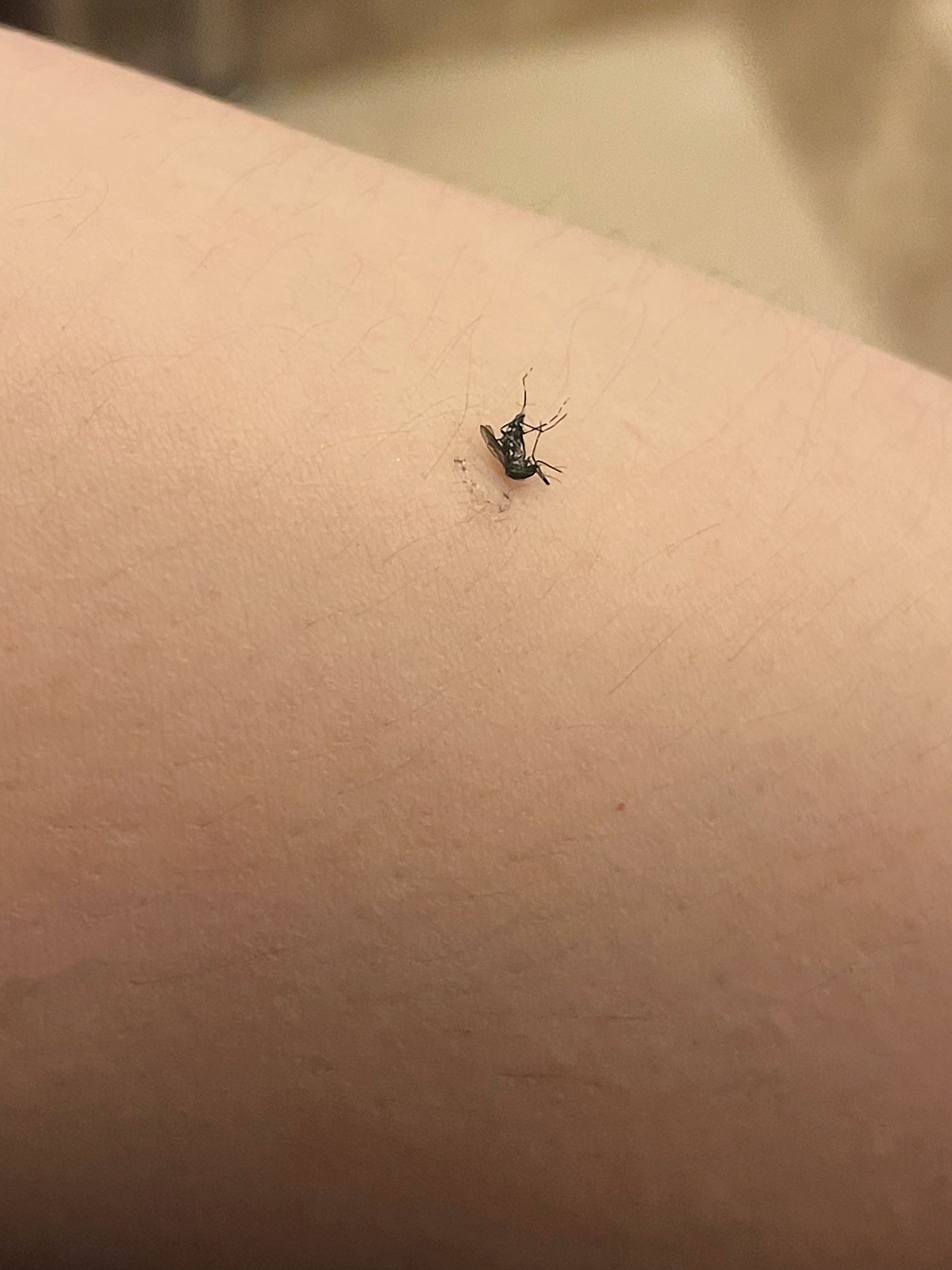 蚊子都能叮出来什么样的包