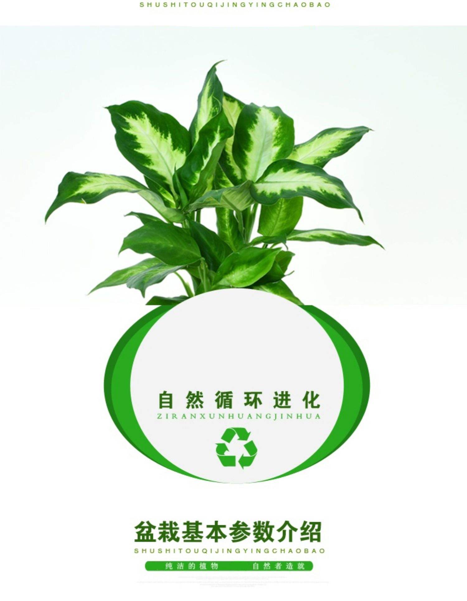 银皇后和万年青的区别是什么