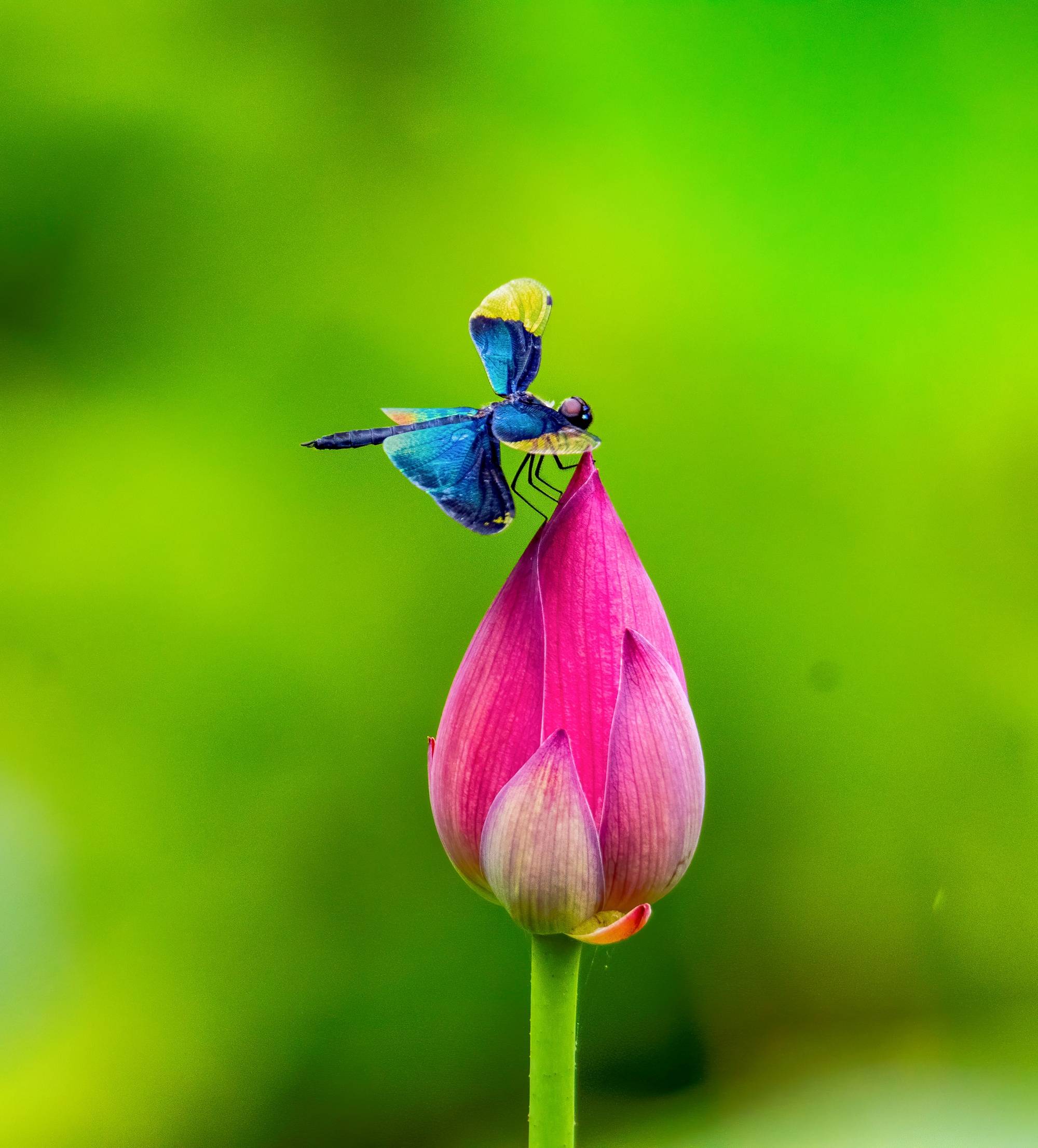蜻蜓的蜻除了蜻蜓还能组什么词