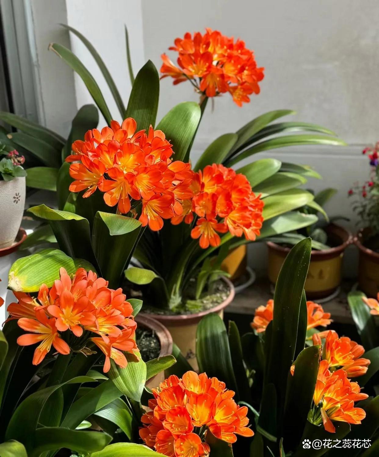 室内可以放什么花净化空气