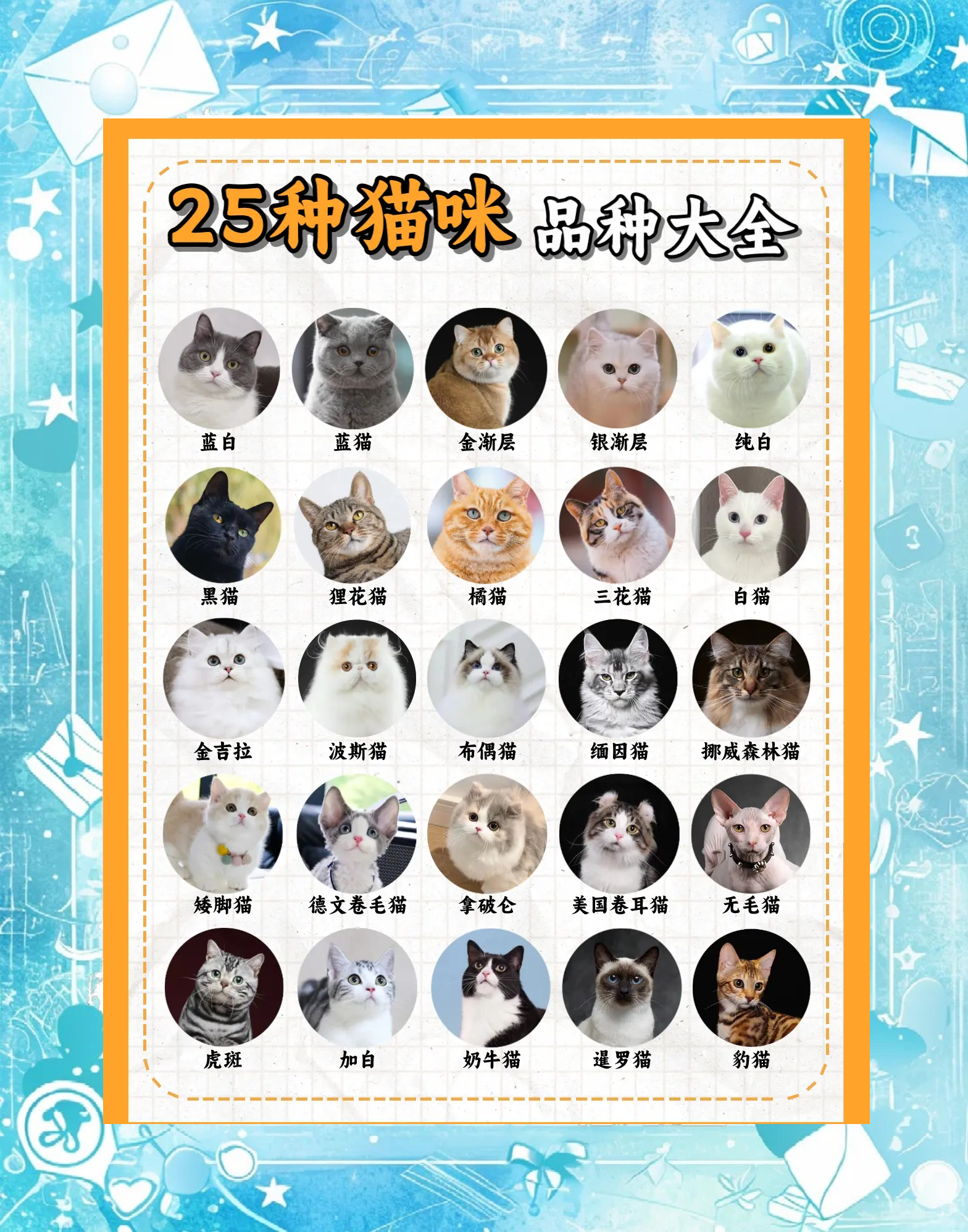 小猫的资料,猫的种类有哪些