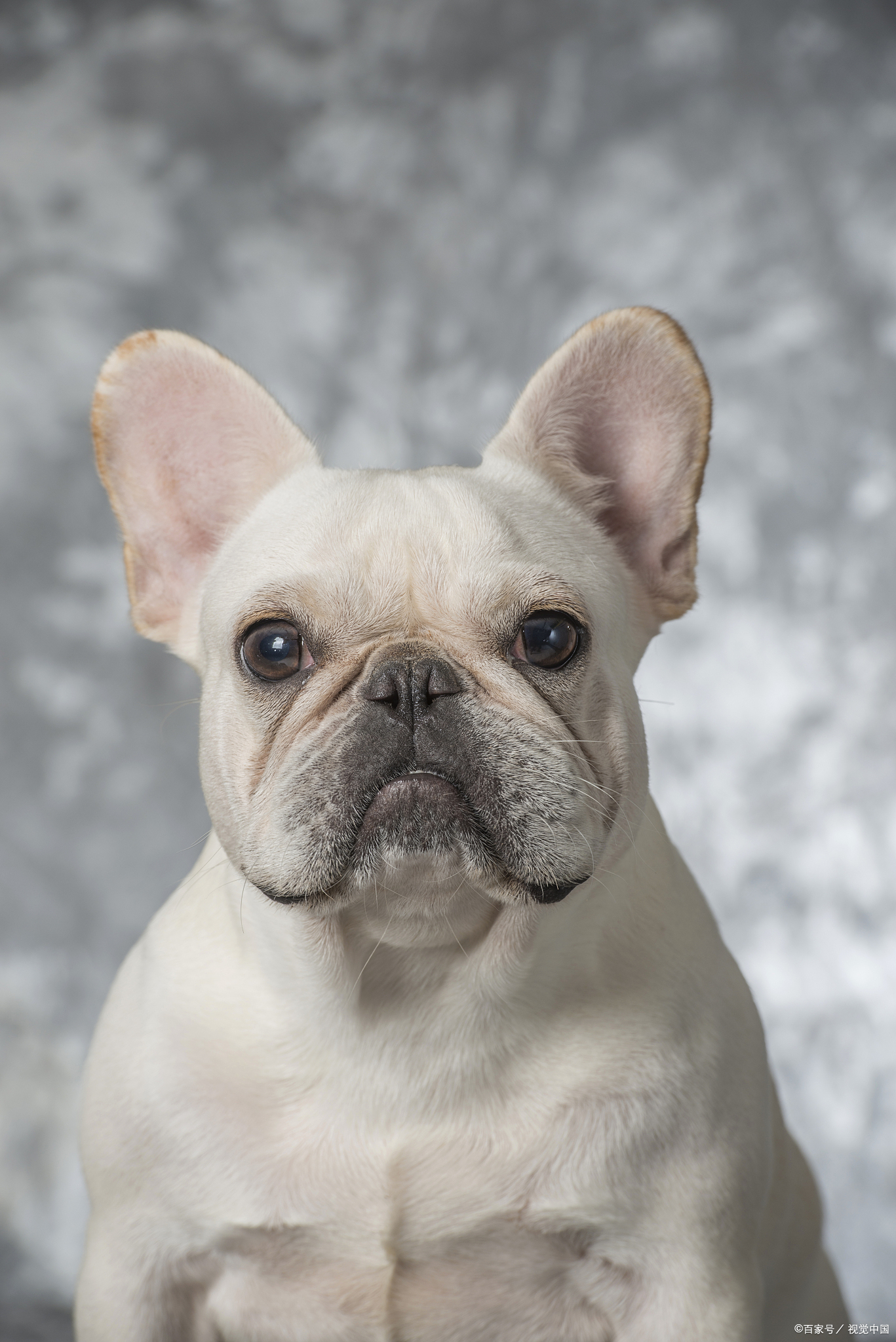 没有尾巴的动物都有哪些呢