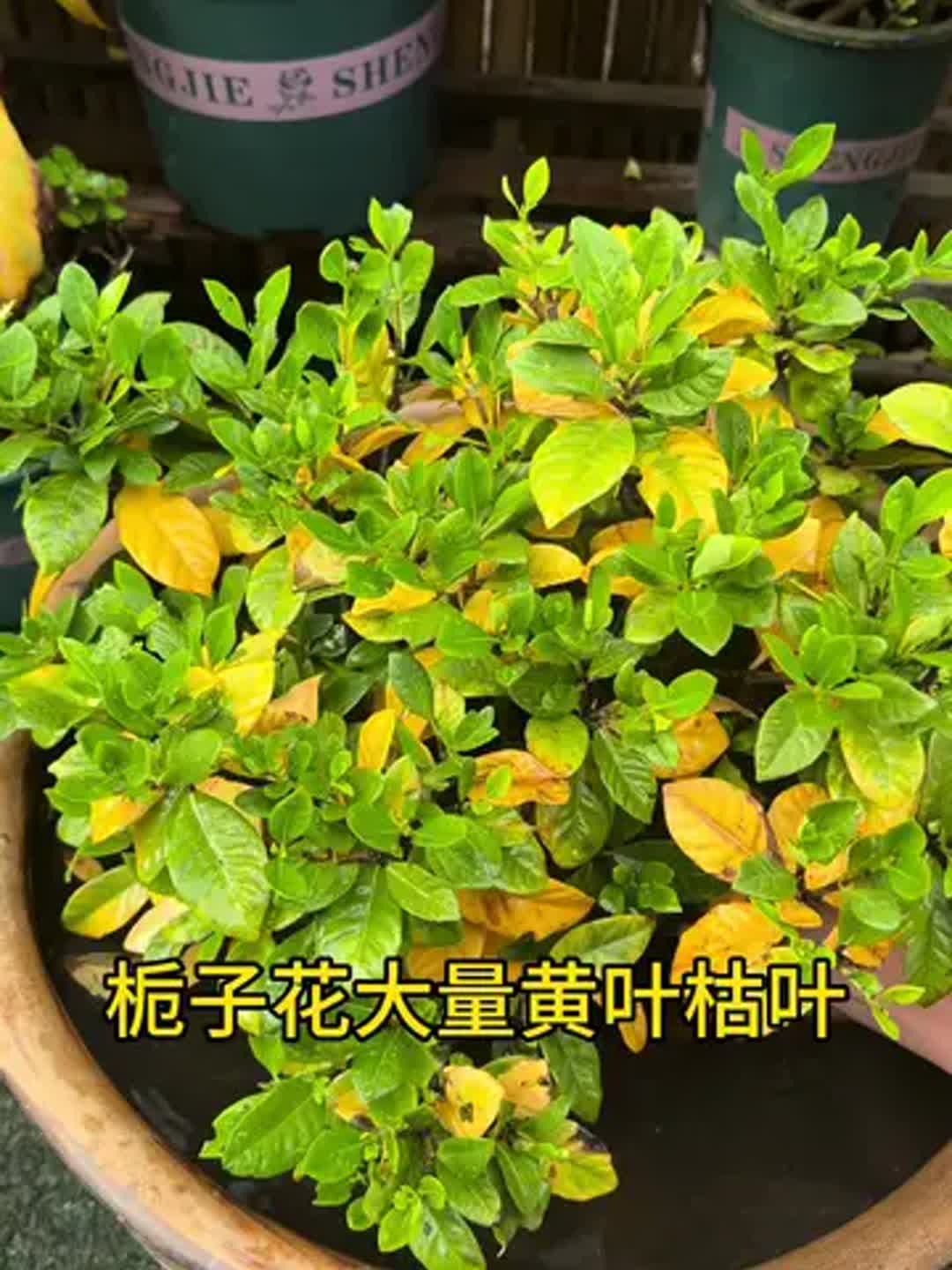 栀子花叶子发黄如何解决