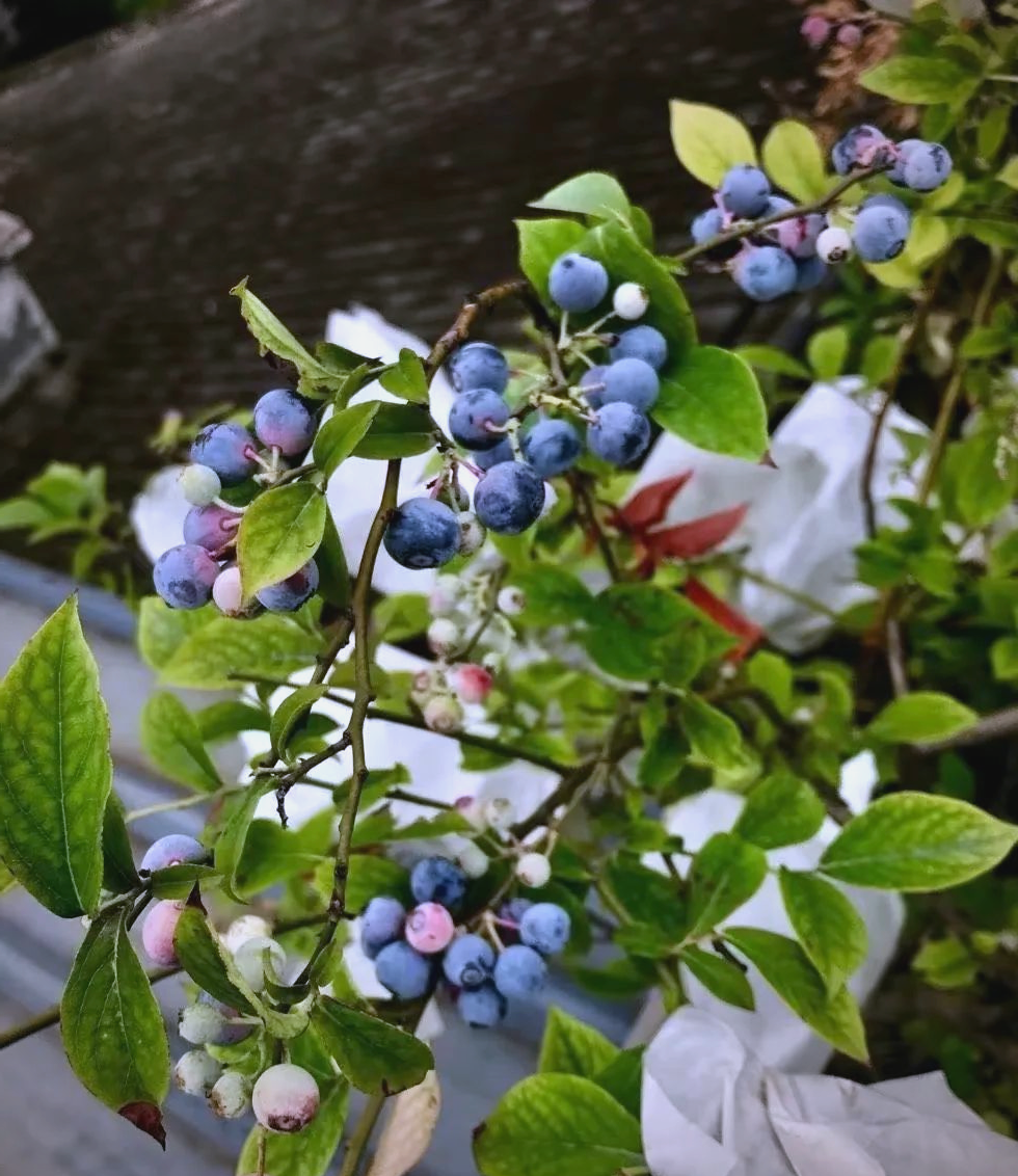 蓝莓盆栽养殖方法和注意事项