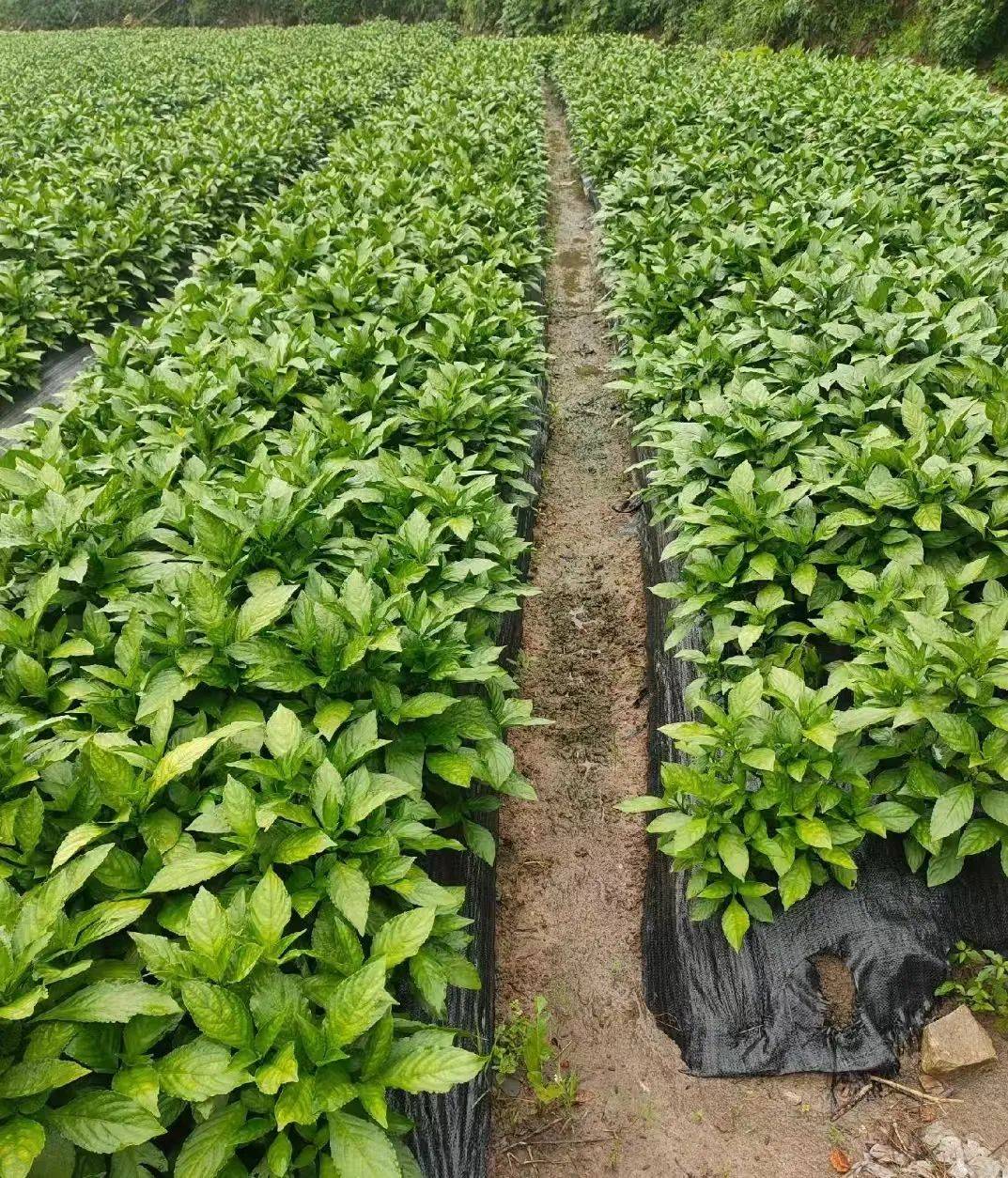 板蓝根的种植技术是什么