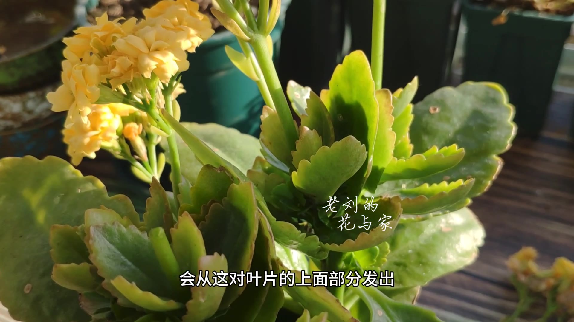 春天不开花的小说有哪些