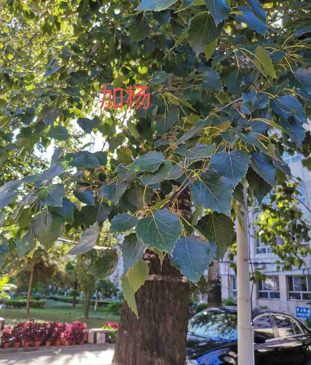 白杨的介绍白杨的简介