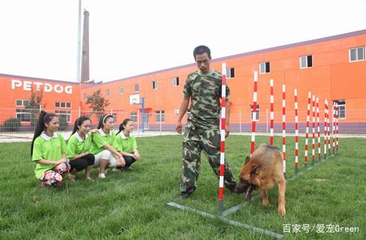 训犬师的薪资怎么样?一个月能挣多少钱