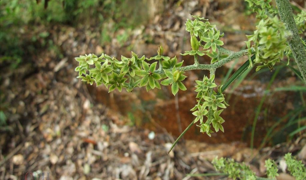 黎芦是什么关于黎芦的简介